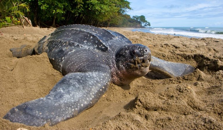 Schildkröten in Gefahr