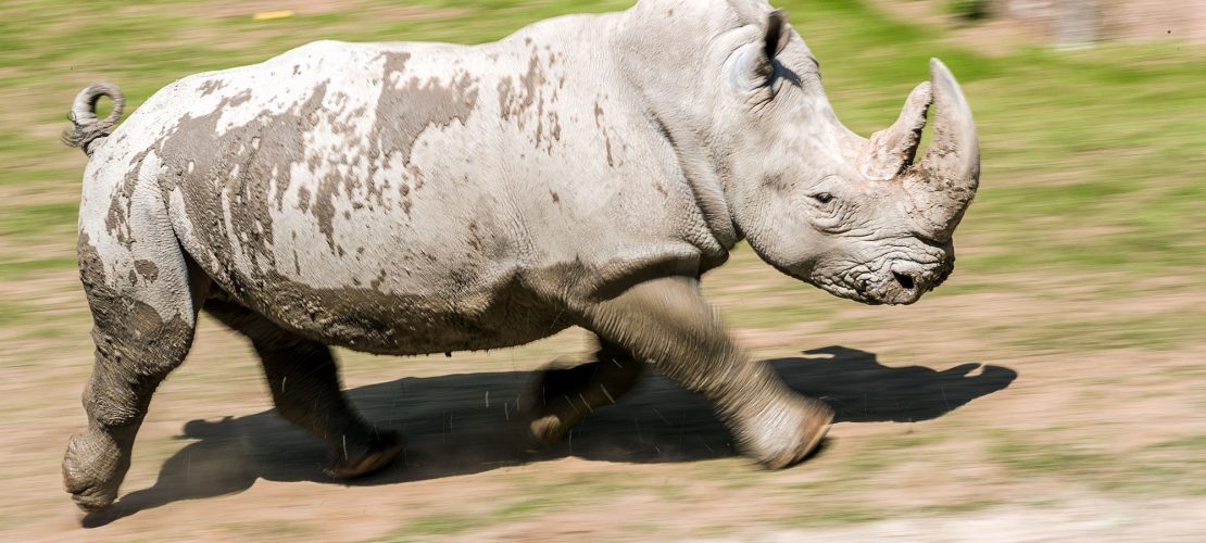 Aus Angst vor Horndieben