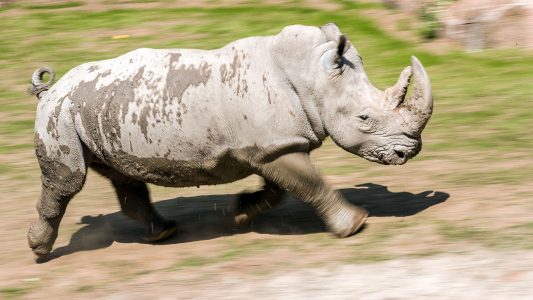 Aus Angst vor Horndieben