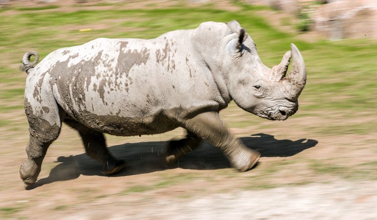 Aus Angst vor Horndieben