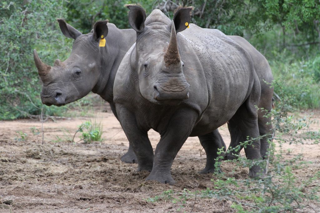 Zwei Breitmaulnashörner (Ceratotherium simum) im Phinda Naturschutzreservat (Südafrika). Ob sie gerade etwas sagen? (Foto: dpa)
