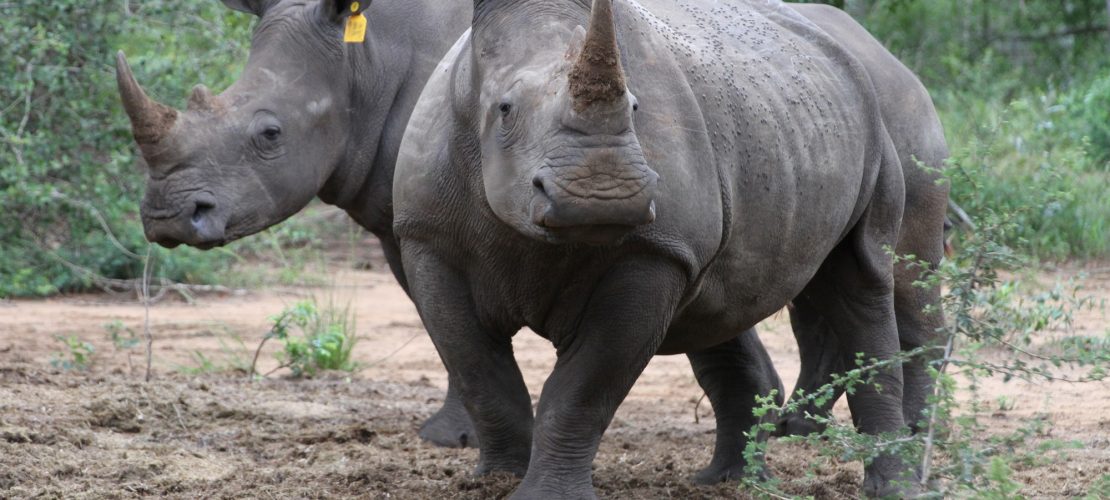 Zwei Breitmaulnashörner (Ceratotherium simum) im Phinda Naturschutzreservat (Südafrika). Ob sie gerade etwas sagen? (Foto: dpa)