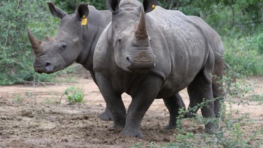 Zwei Breitmaulnashörner (Ceratotherium simum) im Phinda Naturschutzreservat (Südafrika). Ob sie gerade etwas sagen? (Foto: dpa)