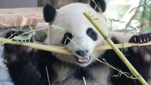 Trubel um Riesenpandas in Berlin