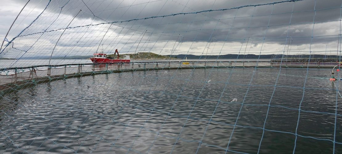 Putzerfische sollen Lachsen helfen