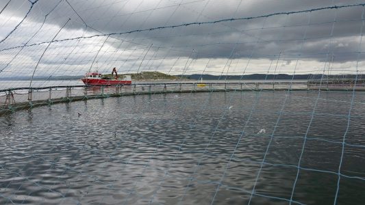 Putzerfische sollen Lachsen helfen