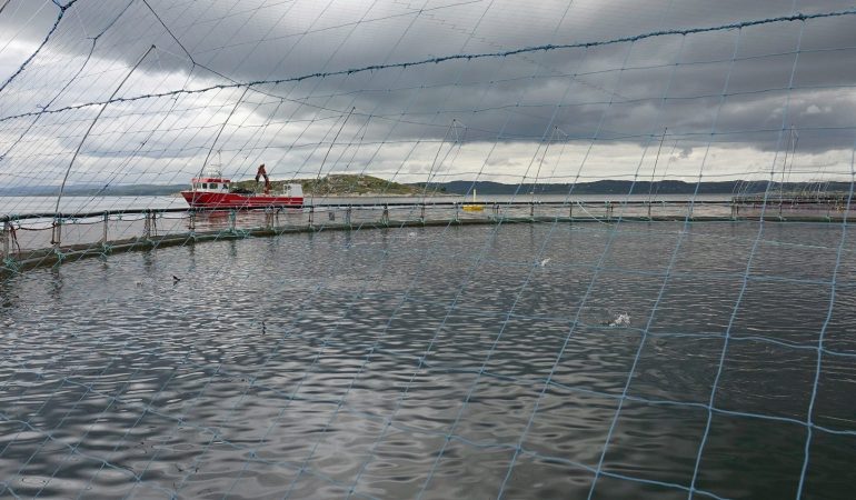 Putzerfische sollen Lachsen helfen