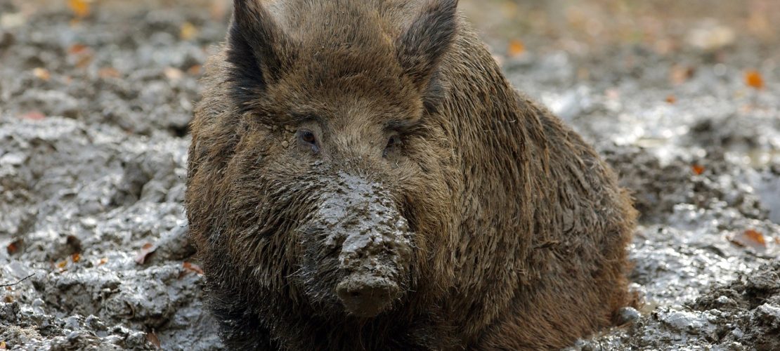 So kühlen Pflanzen und Tiere sich ab