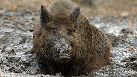 So kühlen Pflanzen und Tiere sich ab