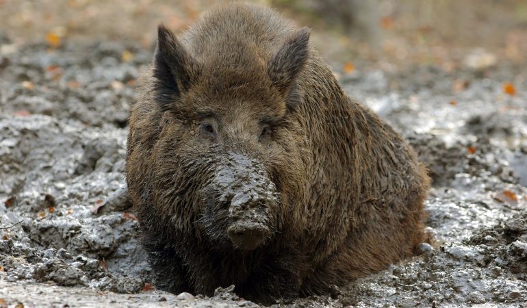 So kühlen Pflanzen und Tiere sich ab