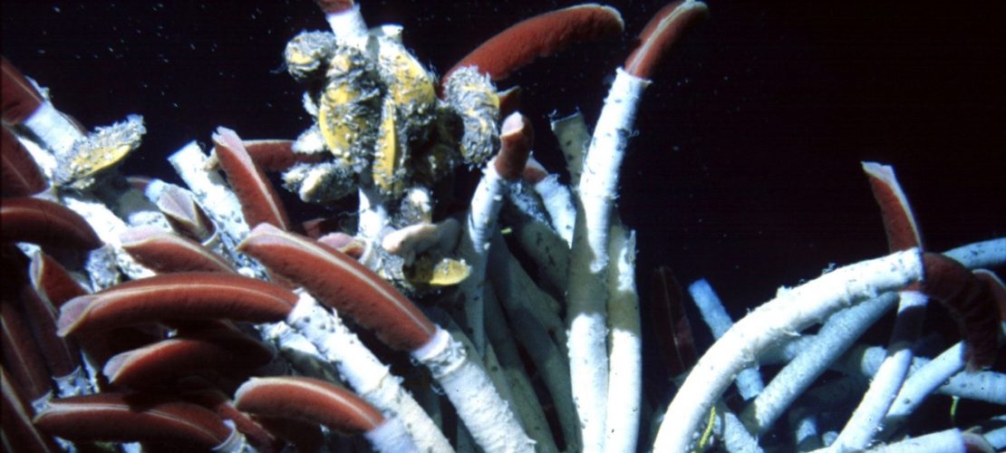 Gibt es Tiere ohne Mund?