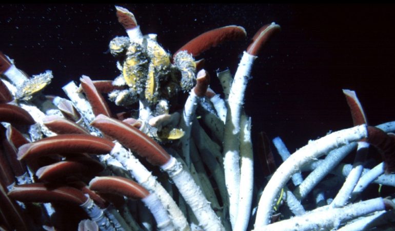 Gibt es Tiere ohne Mund?