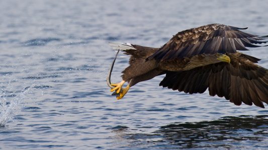 Wie groß sind Seeadler?