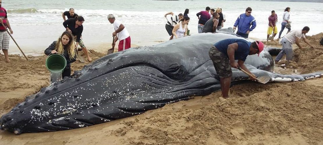 Helfer retten Buckelwal