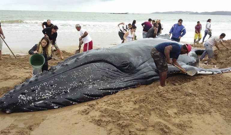 Helfer retten Buckelwal