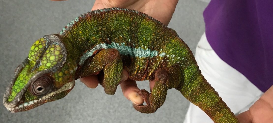 Polizei rettet Chamäleon