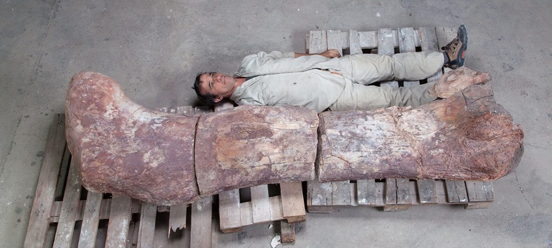 Welcher war der größte Dinosaurier?