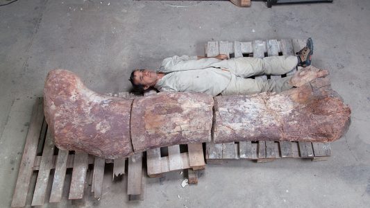 Welcher war der größte Dinosaurier?