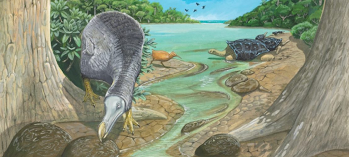 Wie lebte der Dodo?