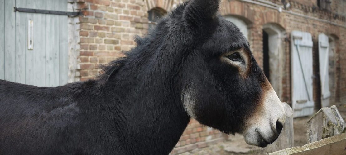 Raus hier: Eselknuddeln und Riesenrutsche
