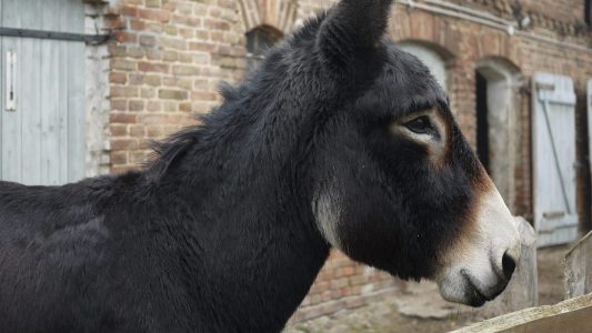 Raus hier: Eselknuddeln und Riesenrutsche