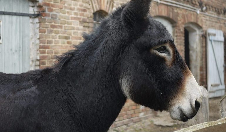 Raus hier: Eselknuddeln und Riesenrutsche