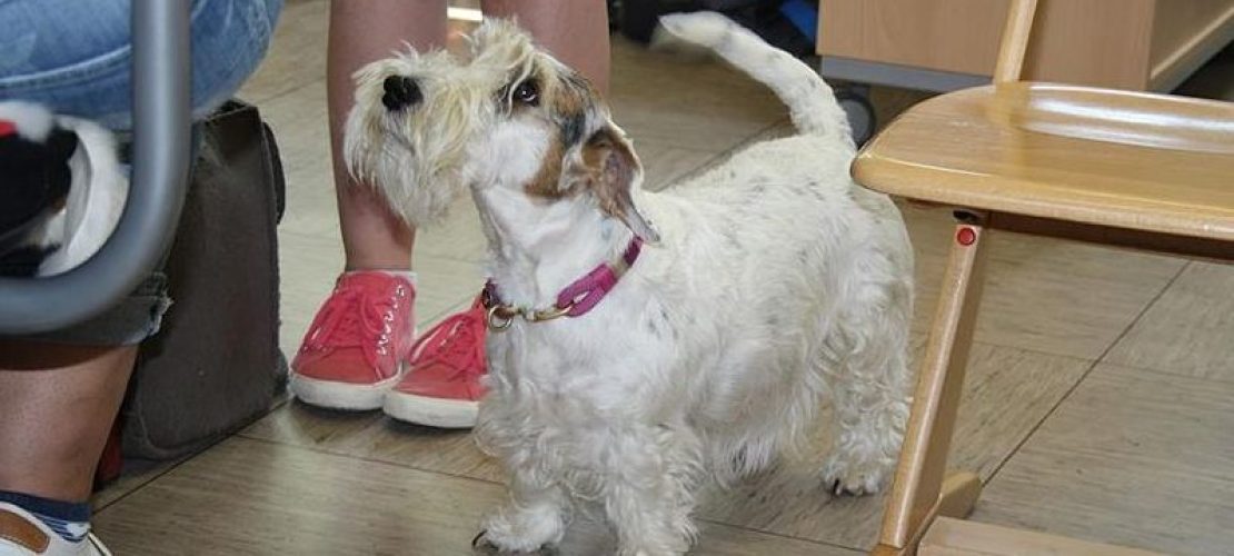 Hundemäßig: Die Zeitungsseite der KGS Agathaberg