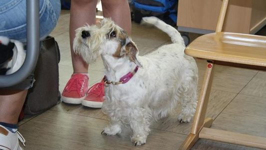 Hundemäßig: Die Zeitungsseite der KGS Agathaberg