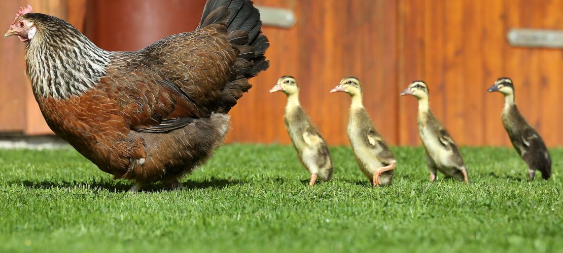 Huhn zieht Entenküken groß