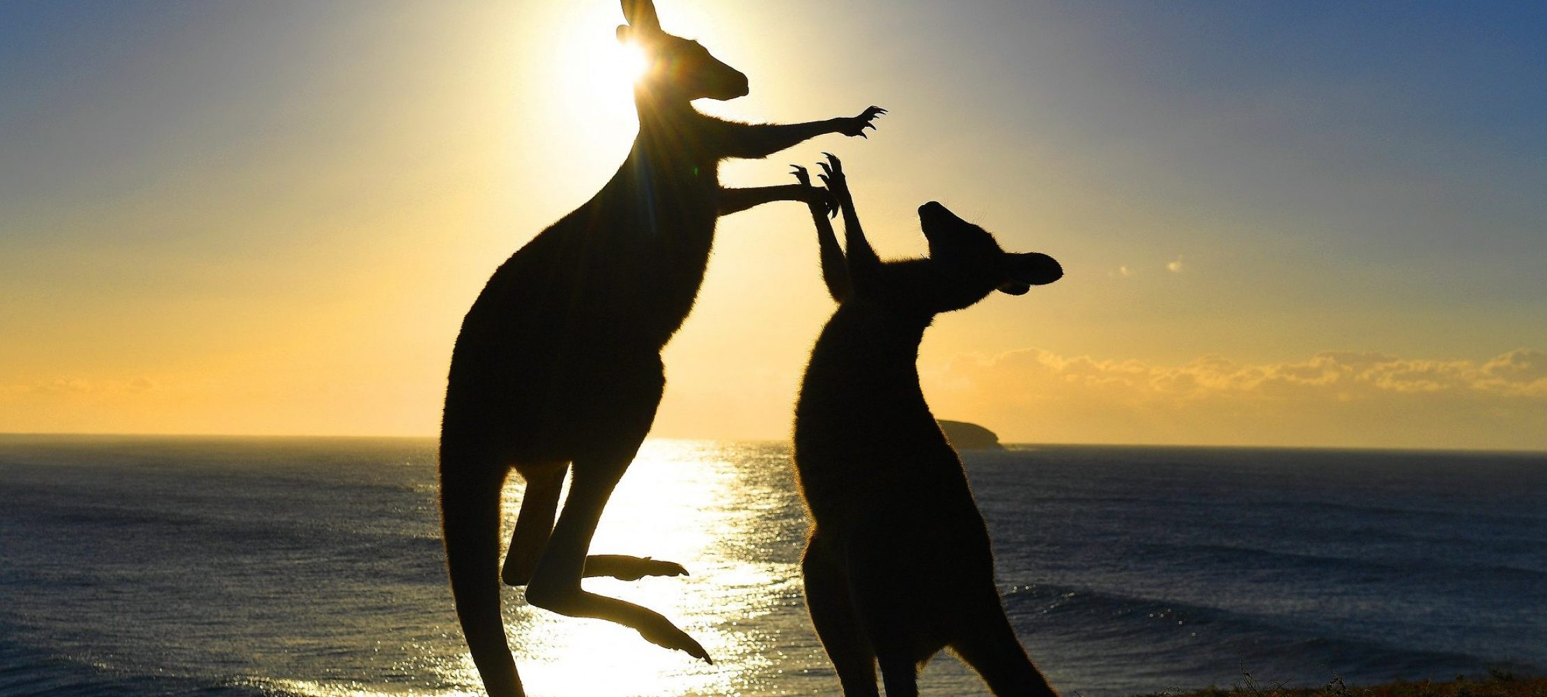 These are the Kennel Club's Dog Photographer of the Year contest winners:  Digital Photography Review, image size:2220x1000