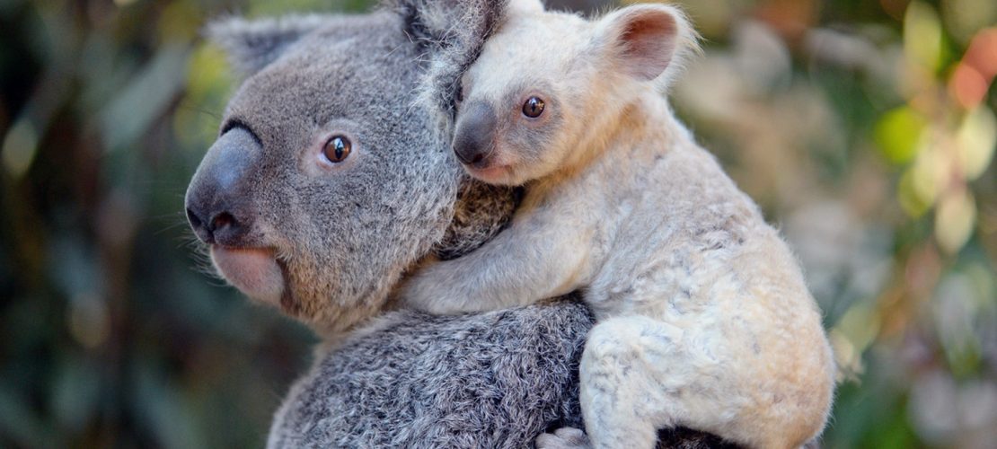 Koala-Baby sucht Namen