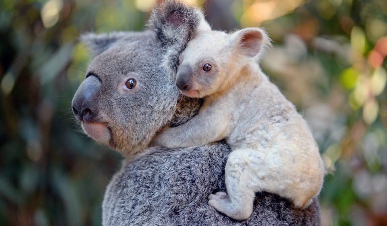 Koala-Baby sucht Namen