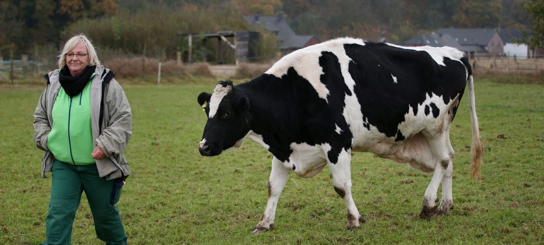 Kuh Erika darf endlich ausruhen