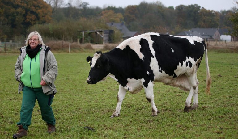 Kuh Erika darf endlich ausruhen