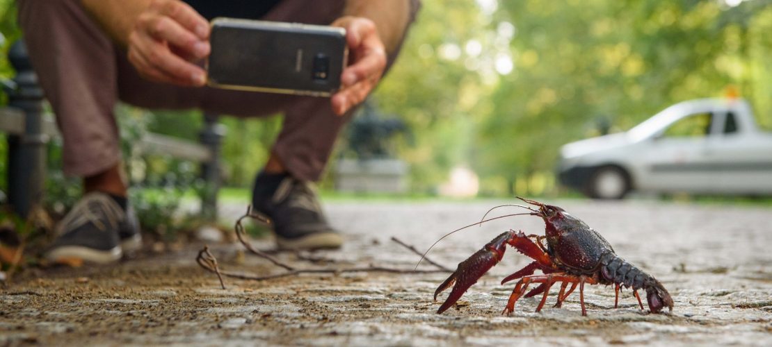 Krebse wandern durch Berlin