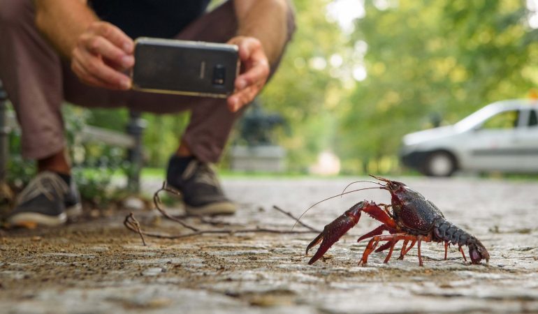 Krebse wandern durch Berlin
