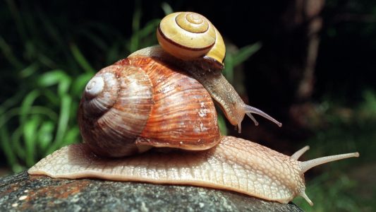 Warum schleimen Schnecken?