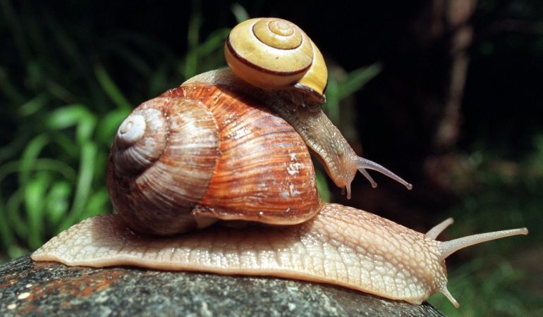 Warum schleimen Schnecken?