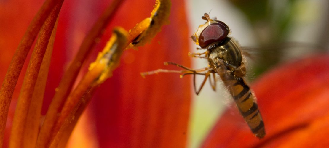 Leicht zu verwechseln: Schwebfliege