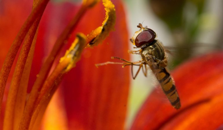 Leicht zu verwechseln: Schwebfliege