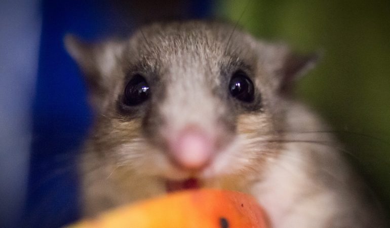 Siebenschläfer in Nistkästen