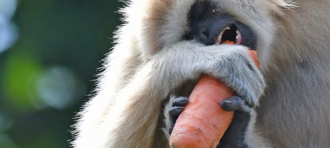 Bedrohter Möhrennascher