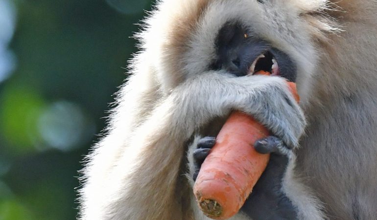 Bedrohter Möhrennascher