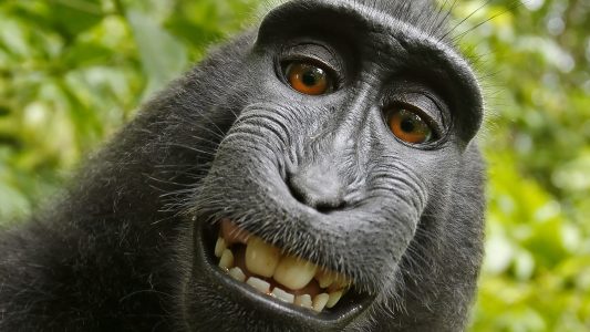 Streit um Affen-Selfie gelöst
