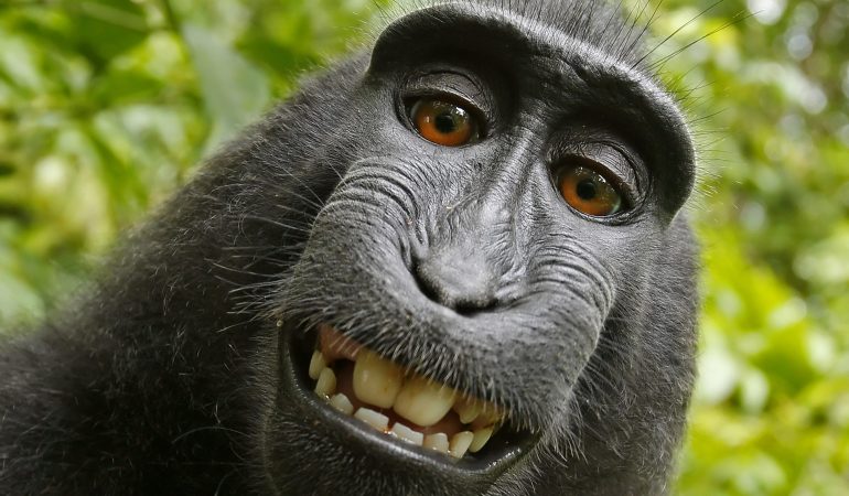 Streit um Affen-Selfie gelöst