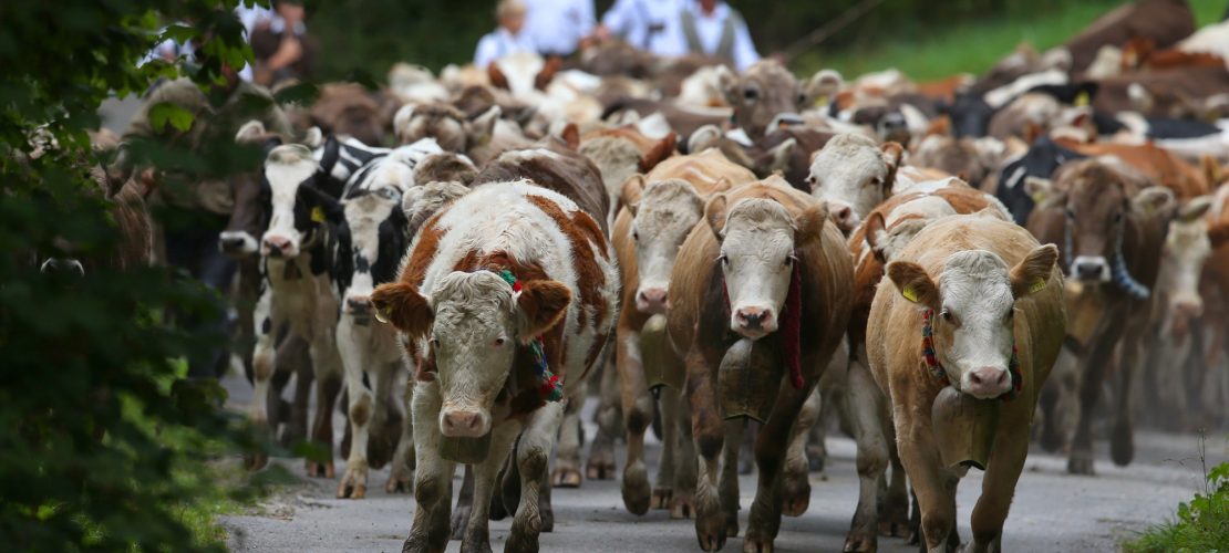 Was ist ein Almabtrieb?