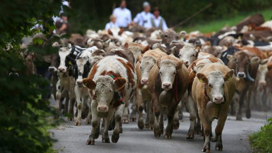 Was ist ein Almabtrieb?