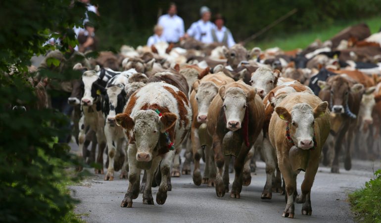 Was ist ein Almabtrieb?