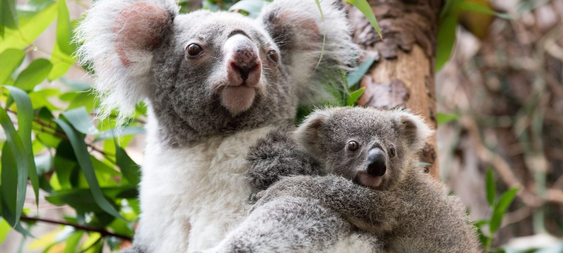 Diese Tierarten sind bedroht