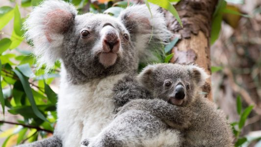 Mehr Fischotter, weniger Koalas